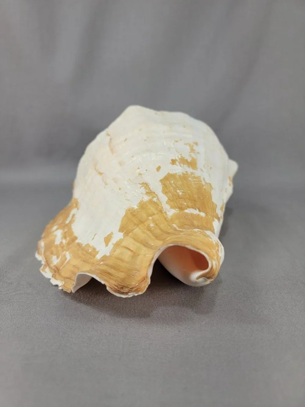 Vtg Natural Conch Shell Seashell Beach Nautical Home Decor Distressed Weathered